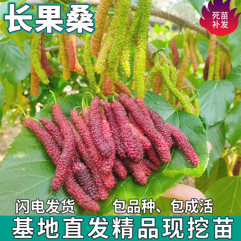 长果桑葚树苗南北方盆栽地栽种植桑树活苗嫁接四季果桑苗当年结果