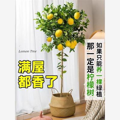 香水柠檬树苗盆栽带花果