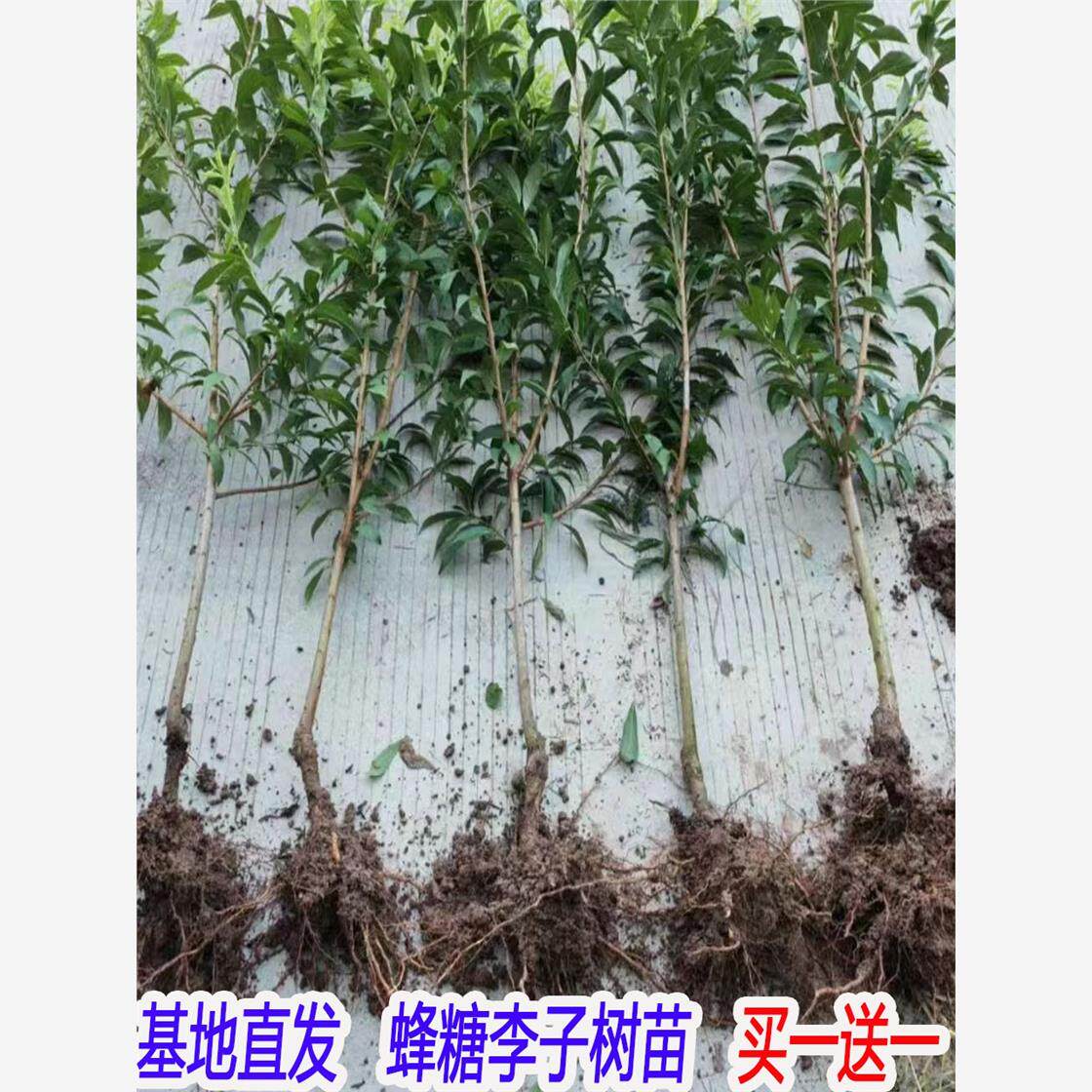嫁接蜂蜜李子苗蜂糖果树