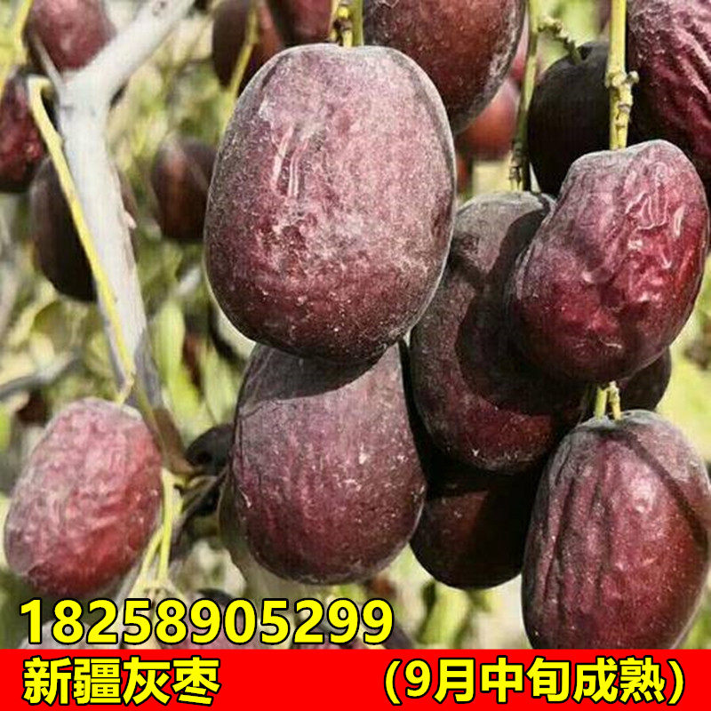 新疆大灰枣树苗大红枣树苗 灰枣苗 枣子树苗适合南方北方种植