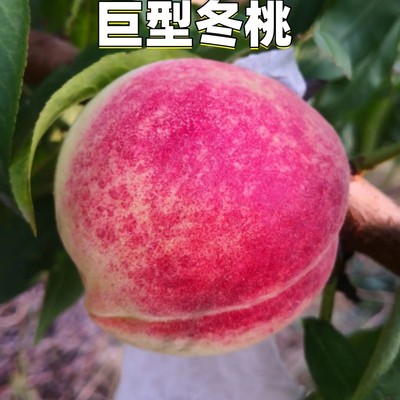 晚熟桃树苗巨型冬雪中华