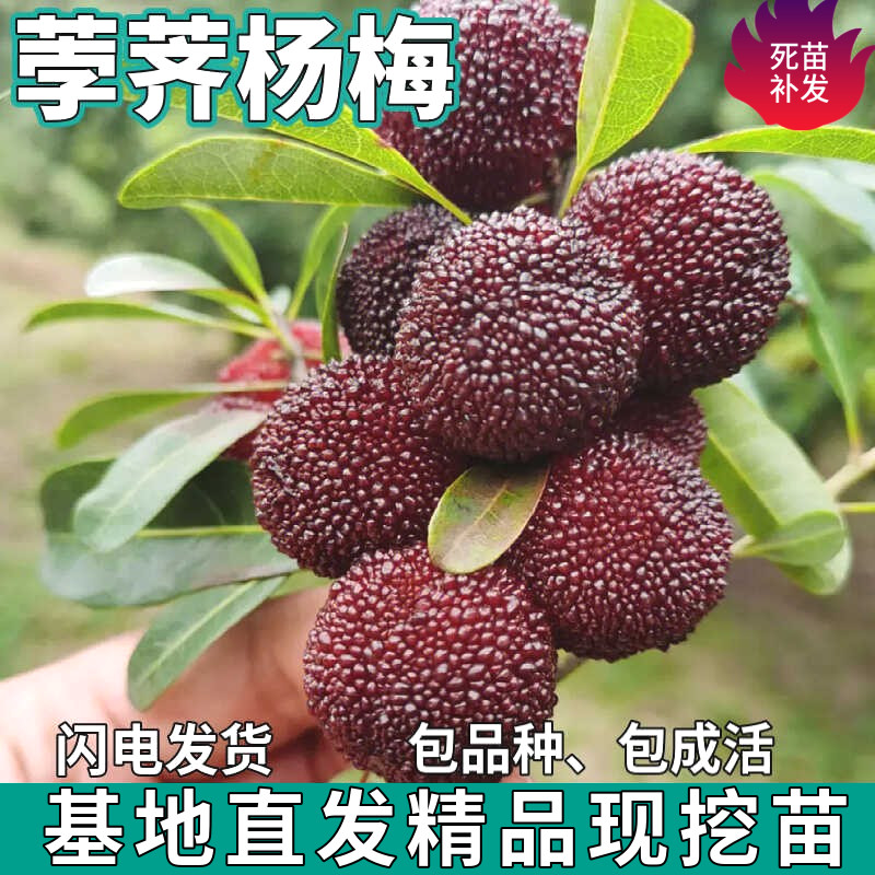 荸荠杨梅苗树地栽南北方图片