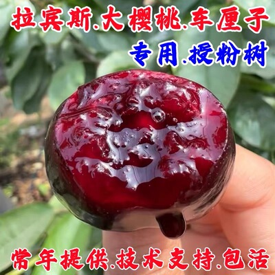 自花授粉樱桃树苖嫁接拉