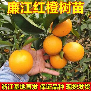 廉江红橙树苗嫁接苗 红心橙子苗脐橙苗 红江橙子树苗当年结果树苗