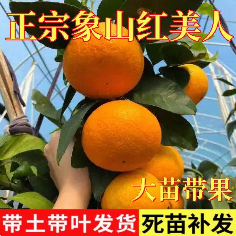 正宗象山红美人树苗爱媛2