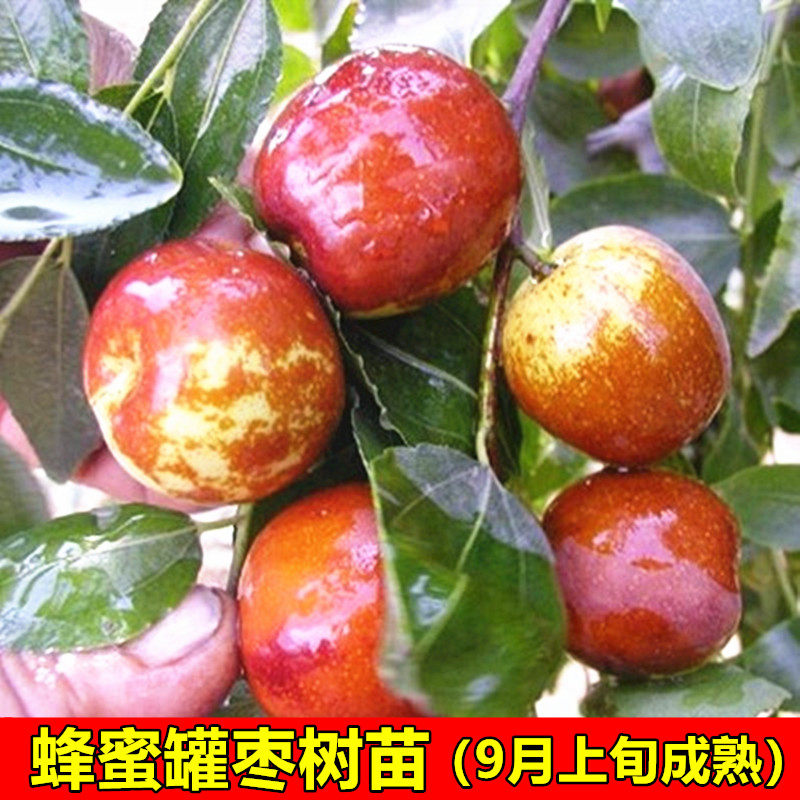大甜枣树苗 蜂蜜罐枣苗 细脆味甜嫁接枣子树苗南方北方种植果树苗