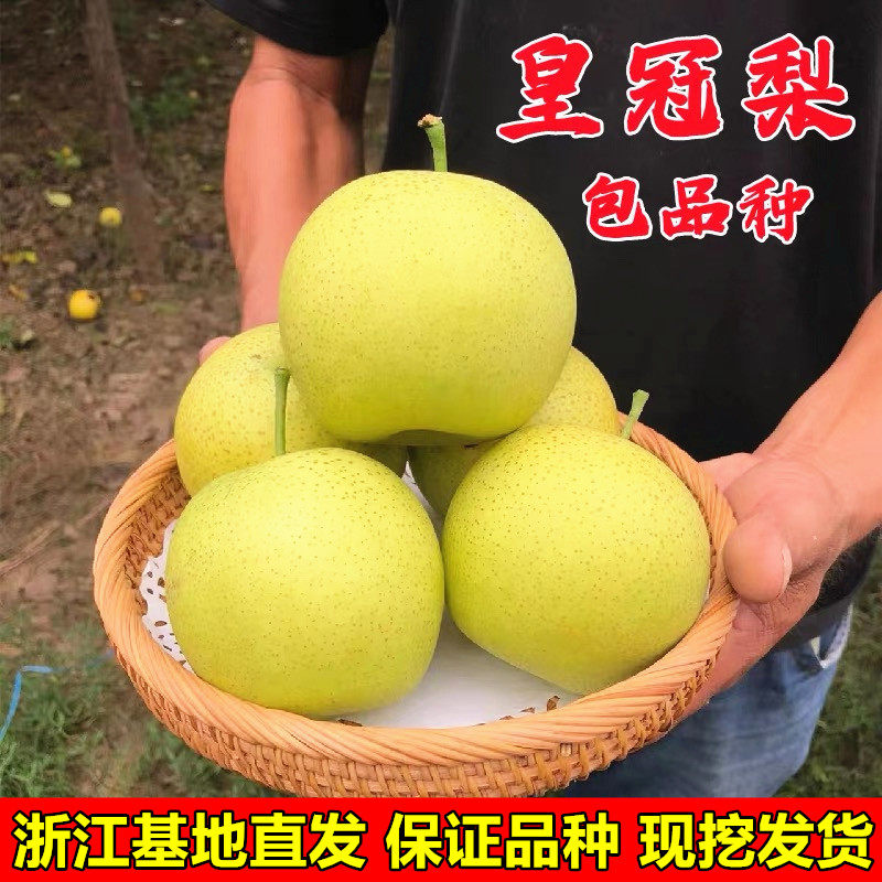 皇冠梨树苗 嫁接梨树苗 黄冠梨苗富硒皇冠梨适合南北方种植地栽