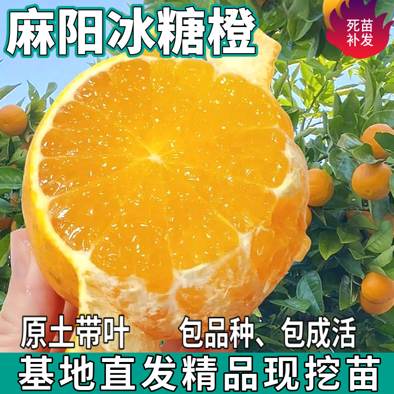 麻阳冰糖橙树苗南北方庭院盆栽地栽种植嫁接手掰橙子树苗当年结果