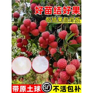 荔枝树苖特大无核桂味果树妃子笑嫁接水果树苗糯米糍果苗当年结果