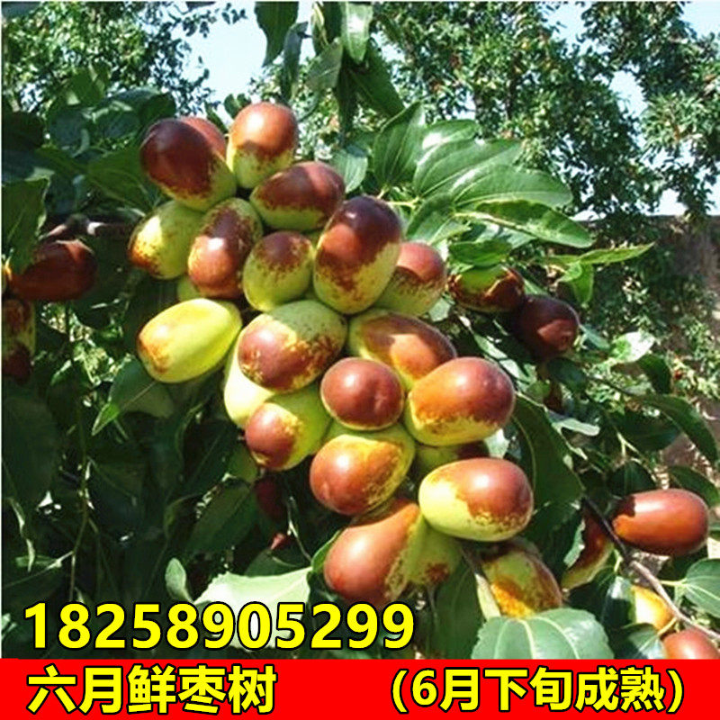 极早熟鲜枣苗 六月鲜枣树苗 嫁接枣子树苗 南方北方种植当年结果