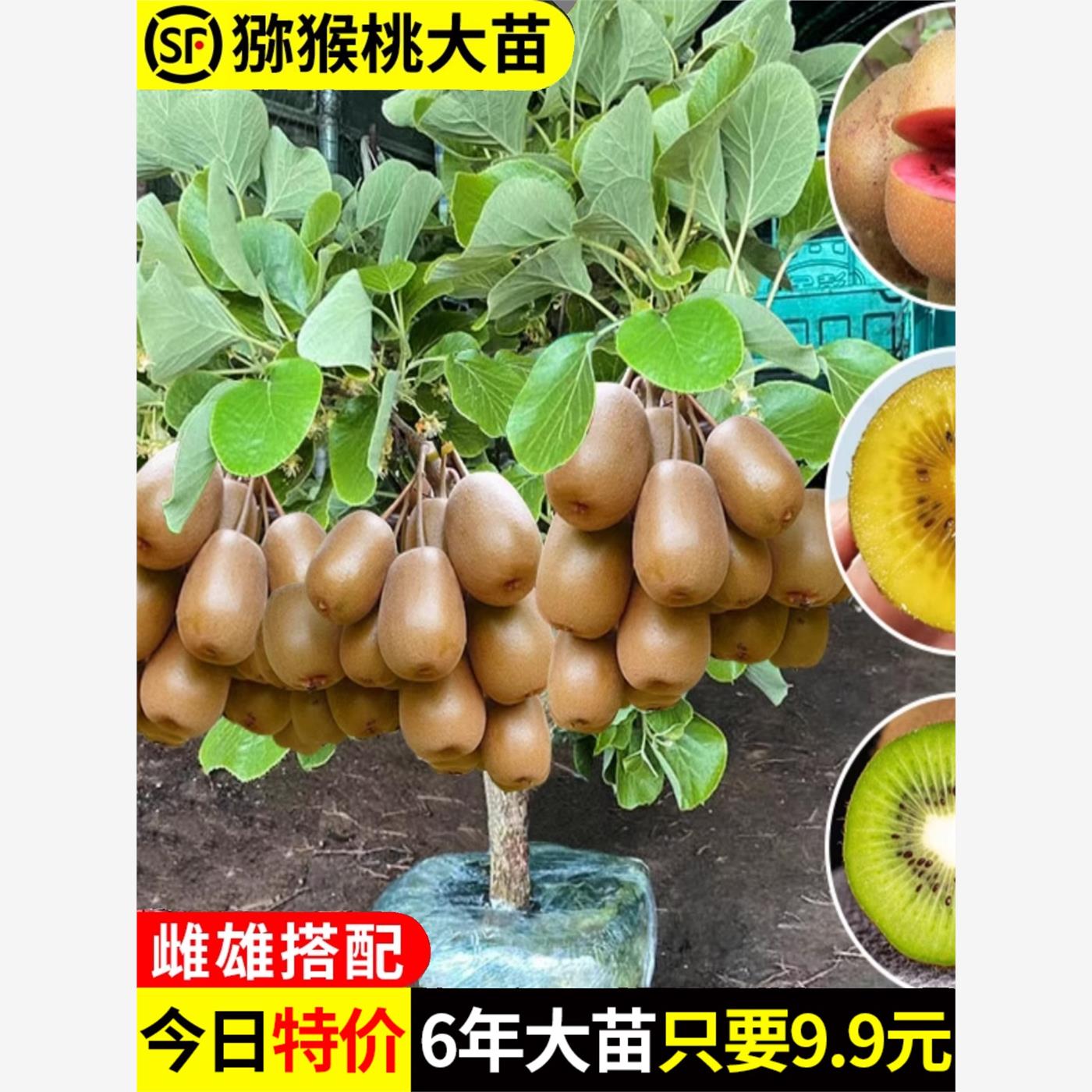 嫁接猕猴桃苗红心徐香软