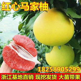红心马家柚树苗 嫁接柚子苗 柚子树苗南北方庭院地栽大苗带果包邮