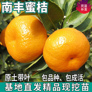 南丰蜜桔树苗南北方庭院地栽嫁接贡桔盆栽无籽蜜橘子树苗当年结果