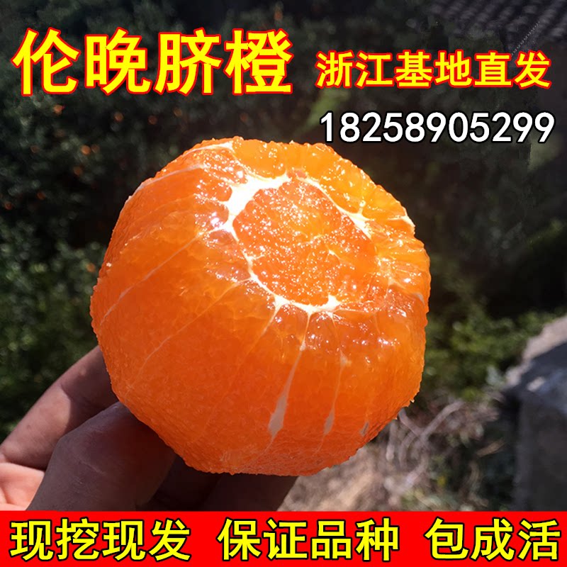 脐橙树苗嫁接橙子苗伦晚图片