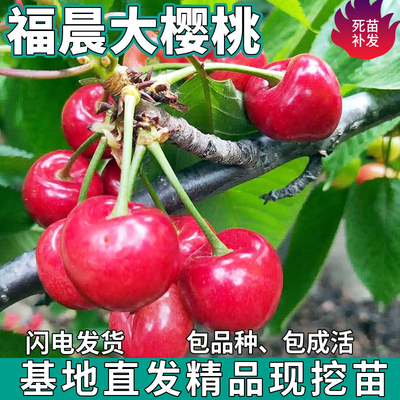 福晨大樱桃桃树苗南北方