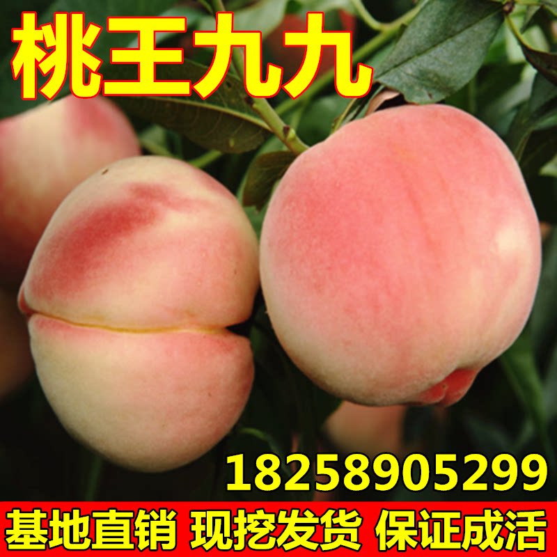 晚熟桃树苗  桃王九九桃树苗 大桃苗 南方北方种植当年结果包邮