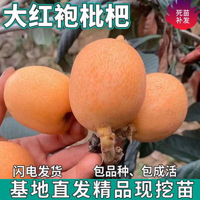 大红袍枇杷树苗嫁接无核