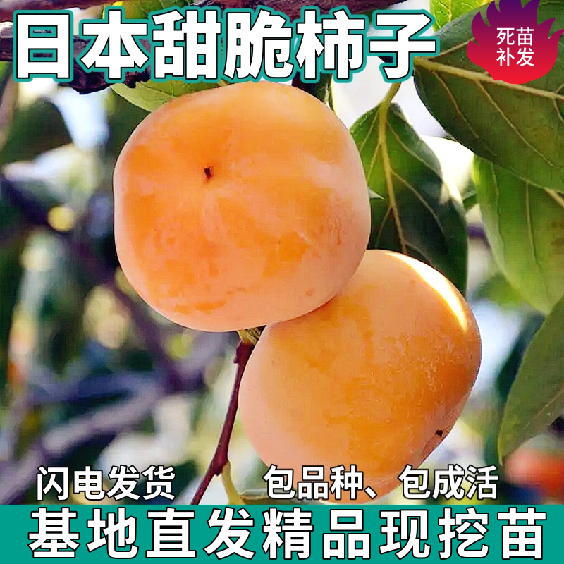 日本甜脆柿子树苗南北方