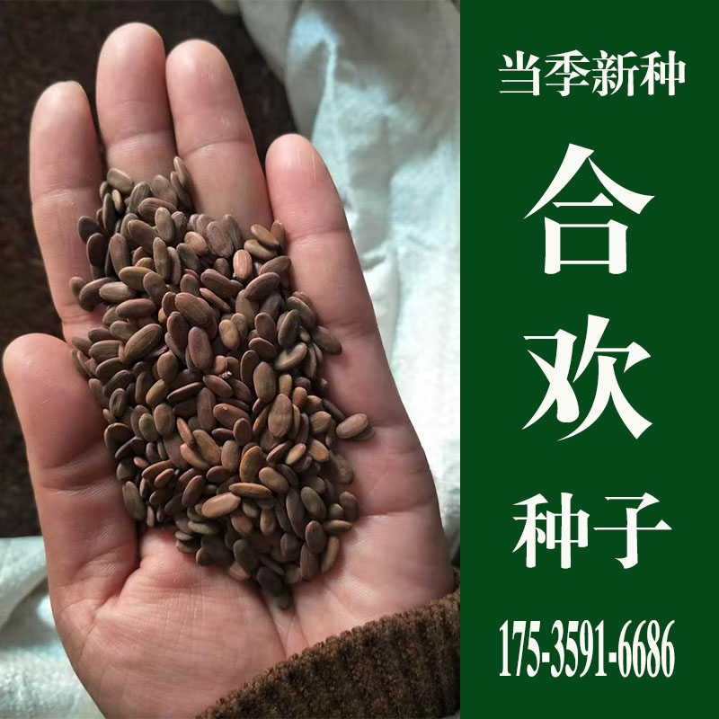 合欢种子新采当年红树种