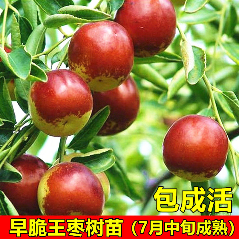 嫁接枣树苗 早脆王枣苗 脆蜜枣树南方北方种植果树当年结果枣子苗