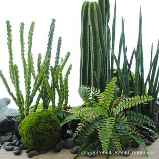 仿真龙骨仙人掌龙尾草假长青草盆栽装饰造景绿植热带沙漠植物布景