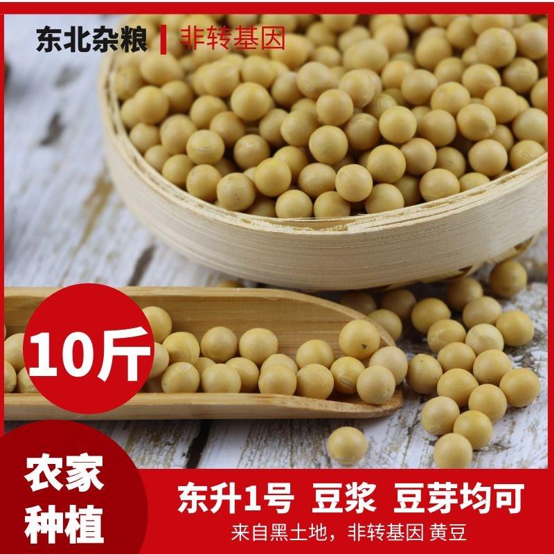 东升1号小粒黄豆10斤农家自种生豆芽纳豆打豆浆专用