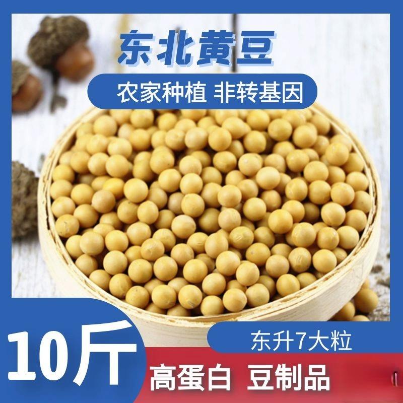 新东北新黑龙江大粒大豆黄豆农家自种生豆芽打豆浆10斤豆浆豆芽
