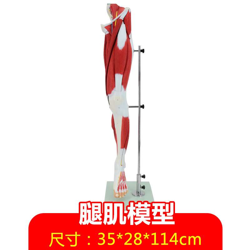腿肌模型下肢神经血管模型人体肌肉模型艺术写生腿部脚步大腿韧带
