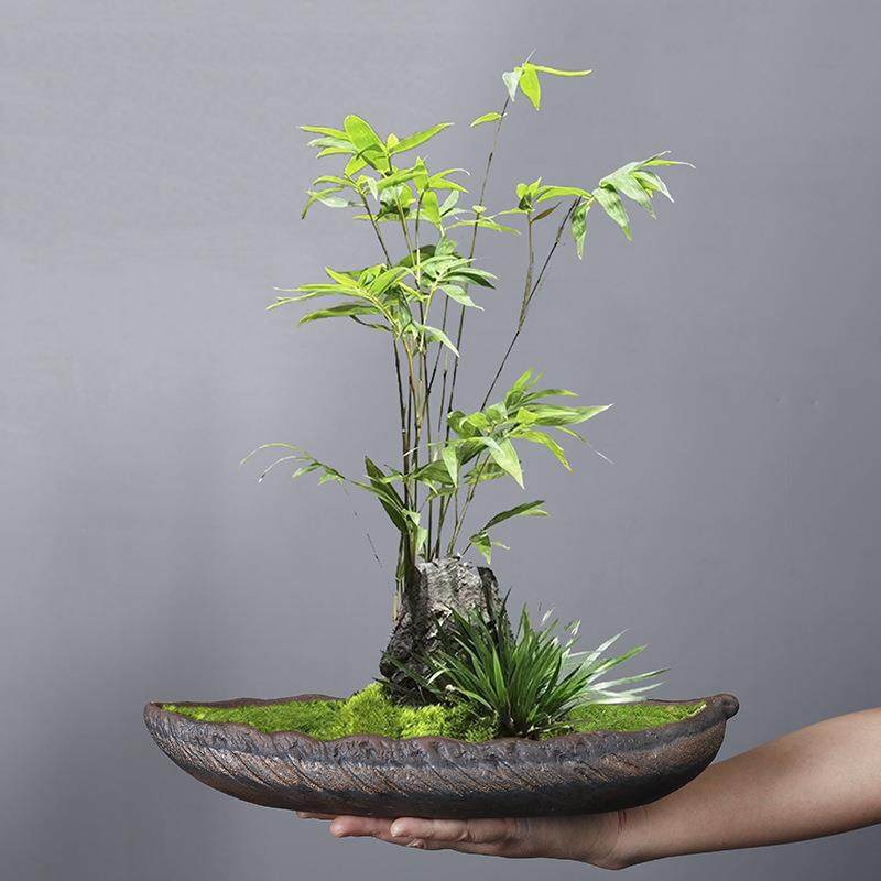 创意米竹文竹造景盆陶瓷家居客厅摆件鲜花插花器微景观多肉花盆