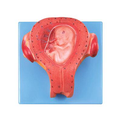 三个月胚胎模型A42005/3