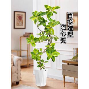 黄金榕客厅绿植花叶橡皮树盆栽室内大型植物高山榕落地盆景好养活
