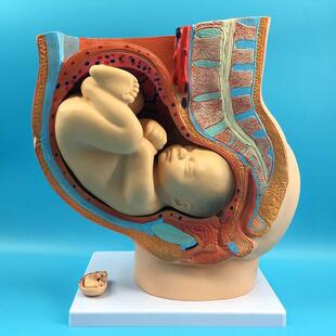 女性盆腔模型带九个月胎儿模型