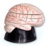 脑水平切面模型A18208