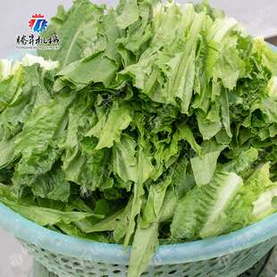 腾昇震动筛 不锈钢震动筛设备价格 蔬菜除水震动筛