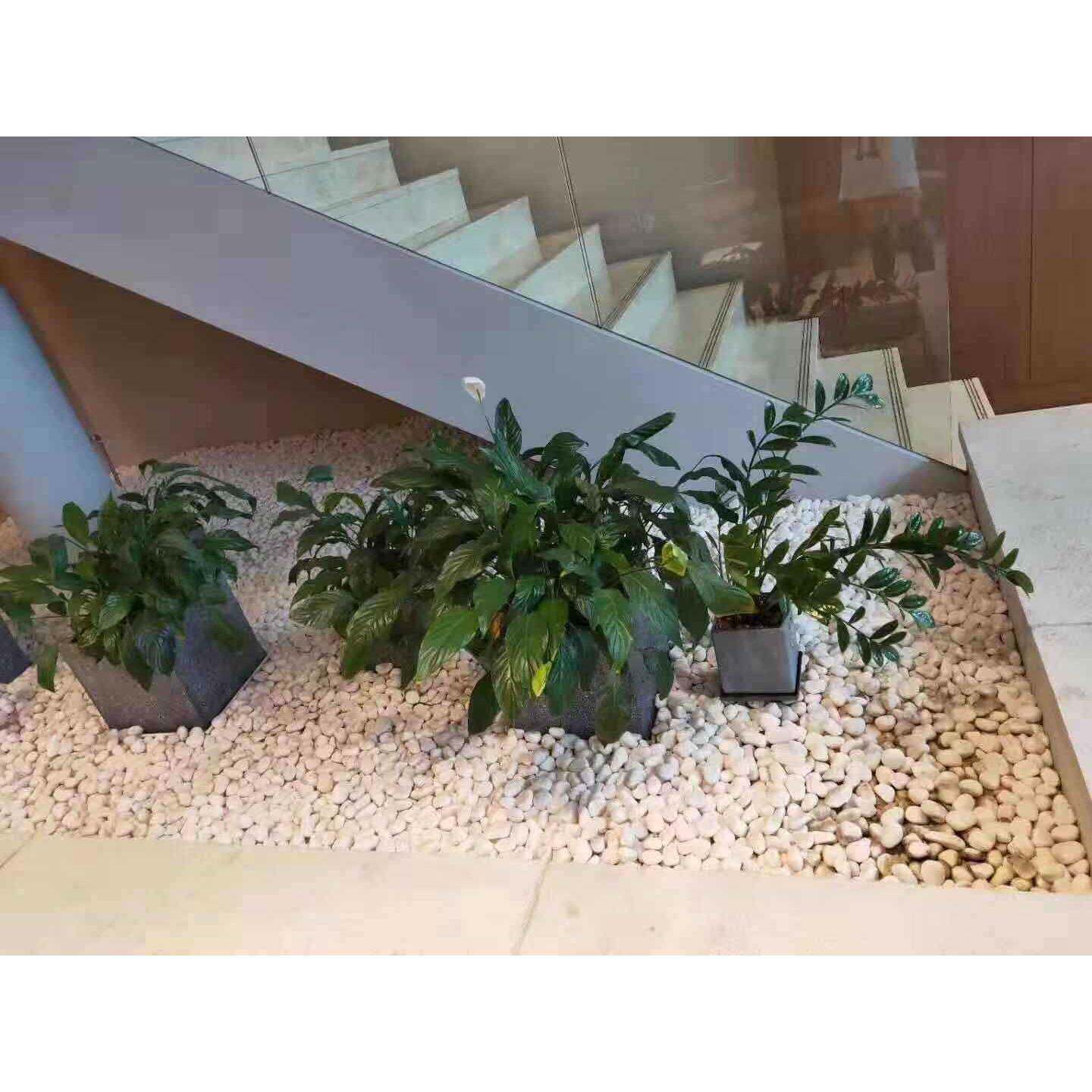 园艺石子水洗石白石头汉白玉彩石园艺盆栽石头铺面庭院造景