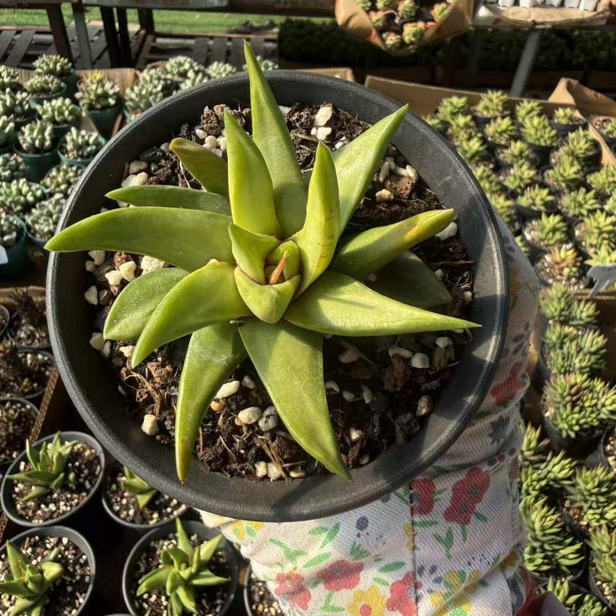 钝叶风车十二卷多肉植物造景花卉绿植室内盆栽