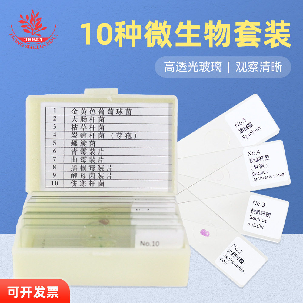 10种细菌微生物涂片病原生物与免疫学革兰染色球菌杆菌显微镜玻片