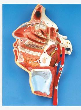 口、鼻、咽、喉内侧面血管神经模型A18108