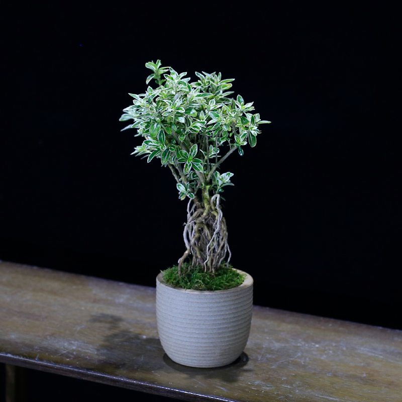 提根金边六月雪盆景植物室内客厅办公室桌面盆栽茶几小绿植摆件