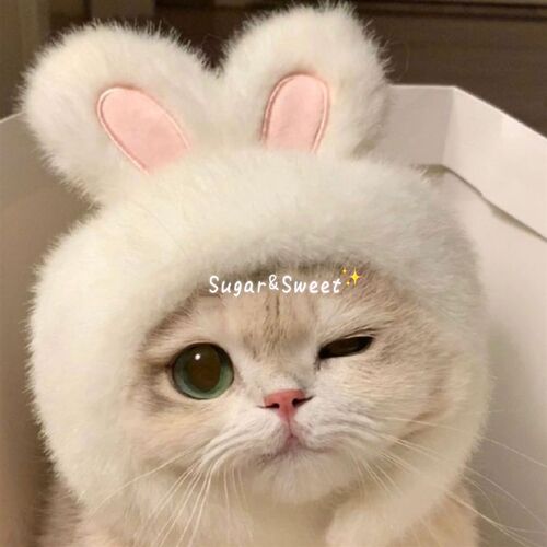 宠物兔子头套猫咪狗狗网红兔兔帽可装扮兔耳朵帽子拍照饰品新款