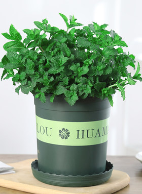 柠檬薄荷盆栽可食用迷迭香薄荷苗水培花卉植物室内花苗水养绿植