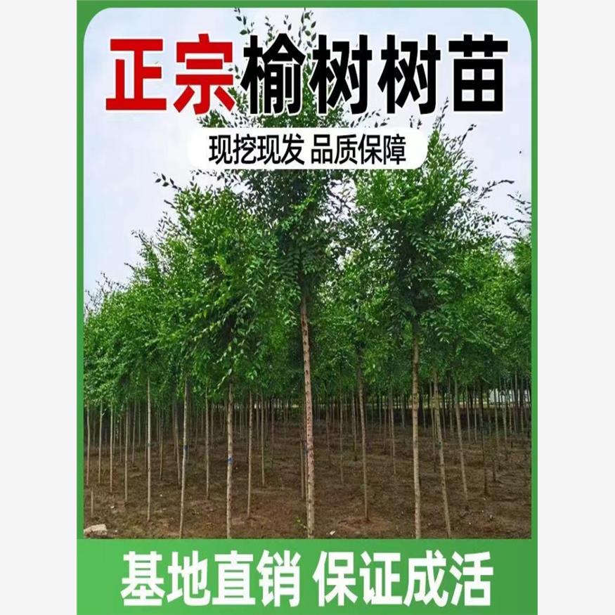 榆钱树苗小叶榔可食用白