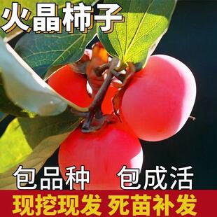 陕西临潼火晶柿子树北方耐寒柿子树矮化柿子树大树带土球当年结果