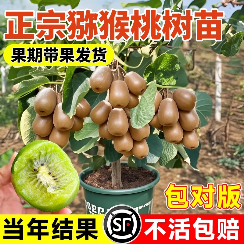 猕猴桃树果苗红心软枣嫁