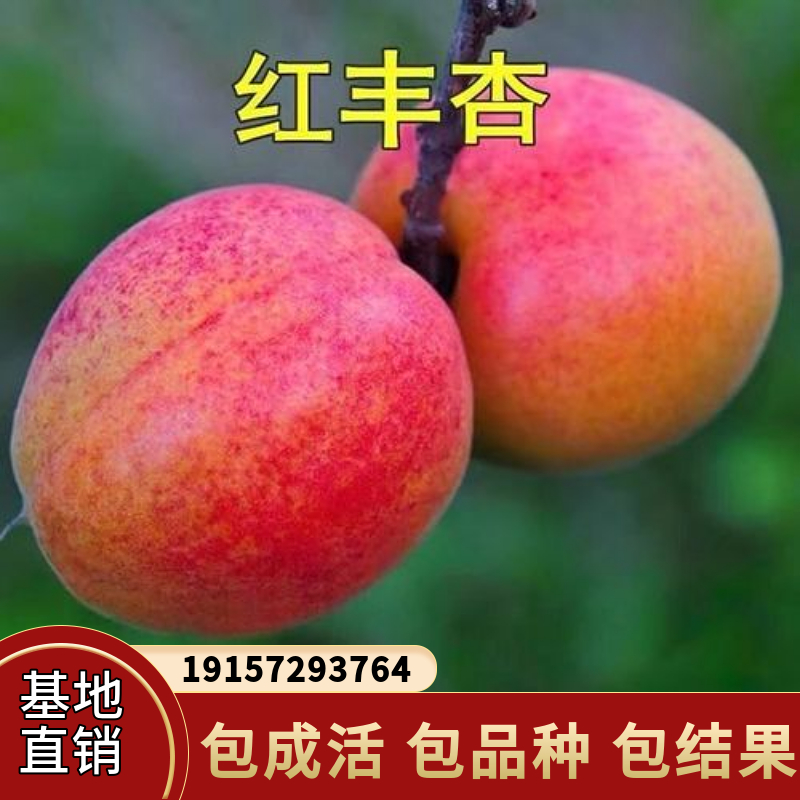 红丰杏树苗特大嫁接果树