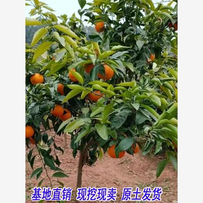 沙糖桔树苗地栽盆栽南北