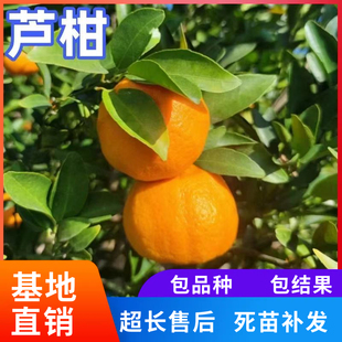 芦柑树苗南北方庭院地栽特大橘子苗果树盆栽嫁接无籽桔子当年结果