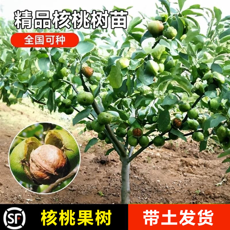 嫁接核桃树苗果树苗南北方种植山核桃苗8518地栽薄壳纸皮当年结果