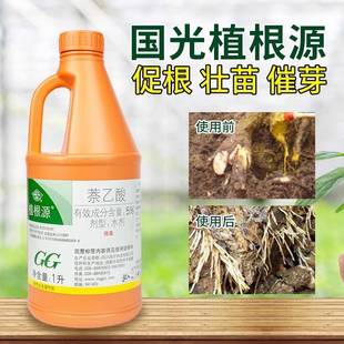 国光植根源萘乙酸生根剂扦插苗木移栽快速爆发生根液大桶装1升