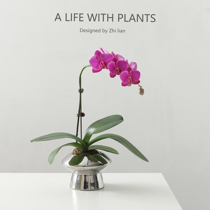 蝴蝶兰盆栽带花苞过年宵花卉室内秋冬真花客厅鲜花苗四季开花盆景